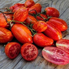 Boxerlázadás paradicsom - Boxer Rebellion, Lycopersicum esculentum, paradicsom